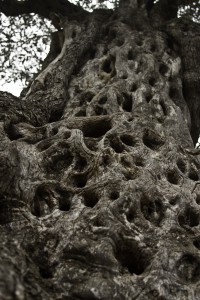 עץ זיץ
עתיק יומין
בבנימין