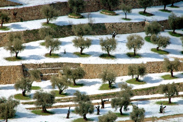 שלג
בהר הזיתים