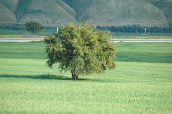 עץ
בסמוך
לנהר הירדן